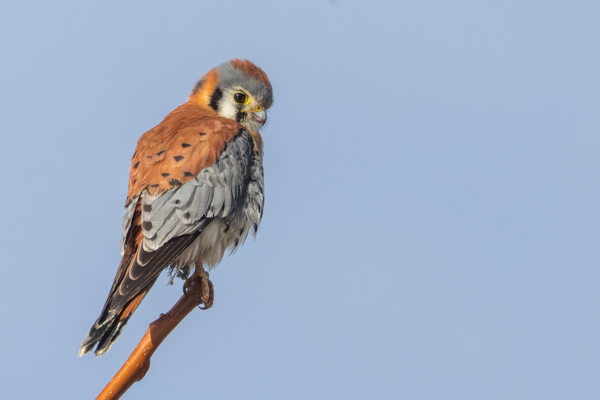 American Kestrel - Blair Dudeck