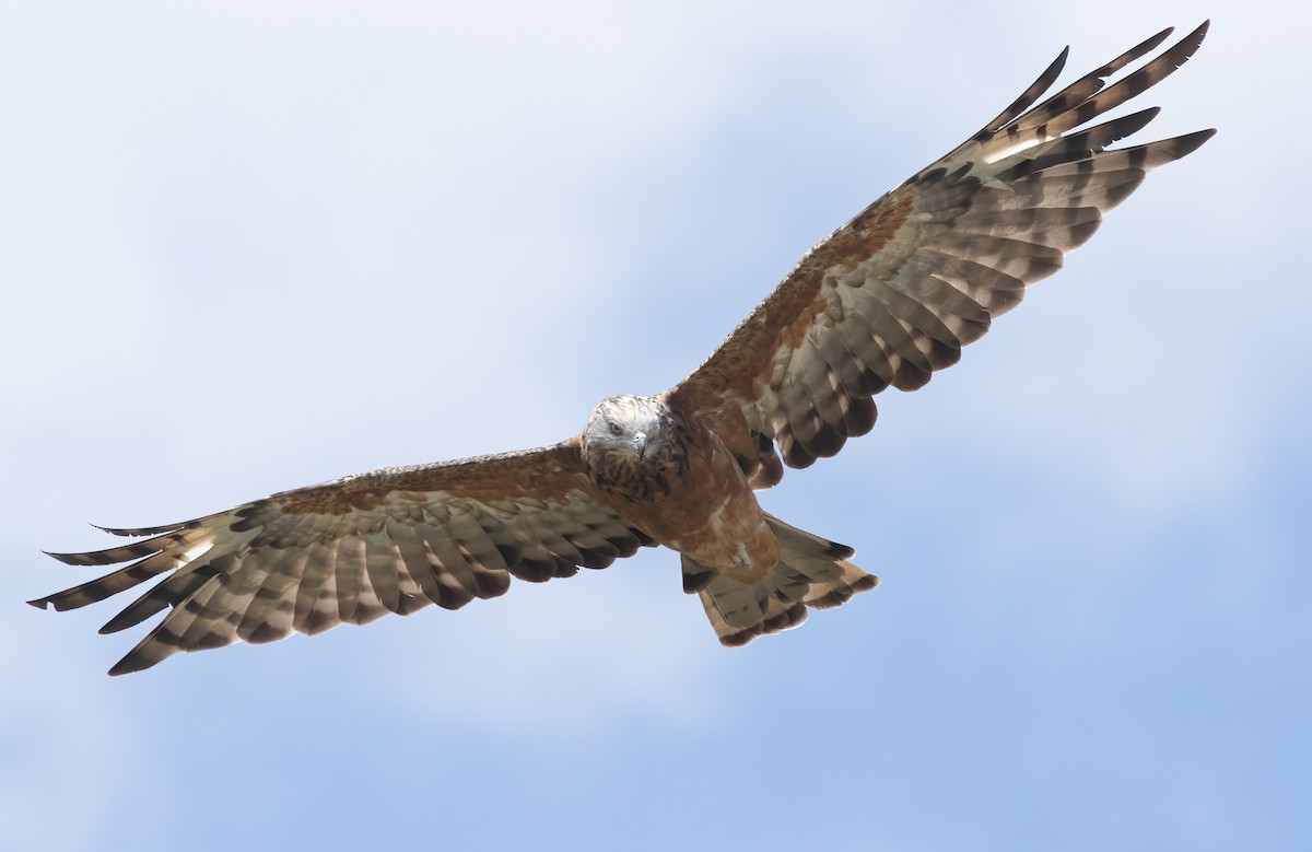 Square-tailed Kite - ML416935651