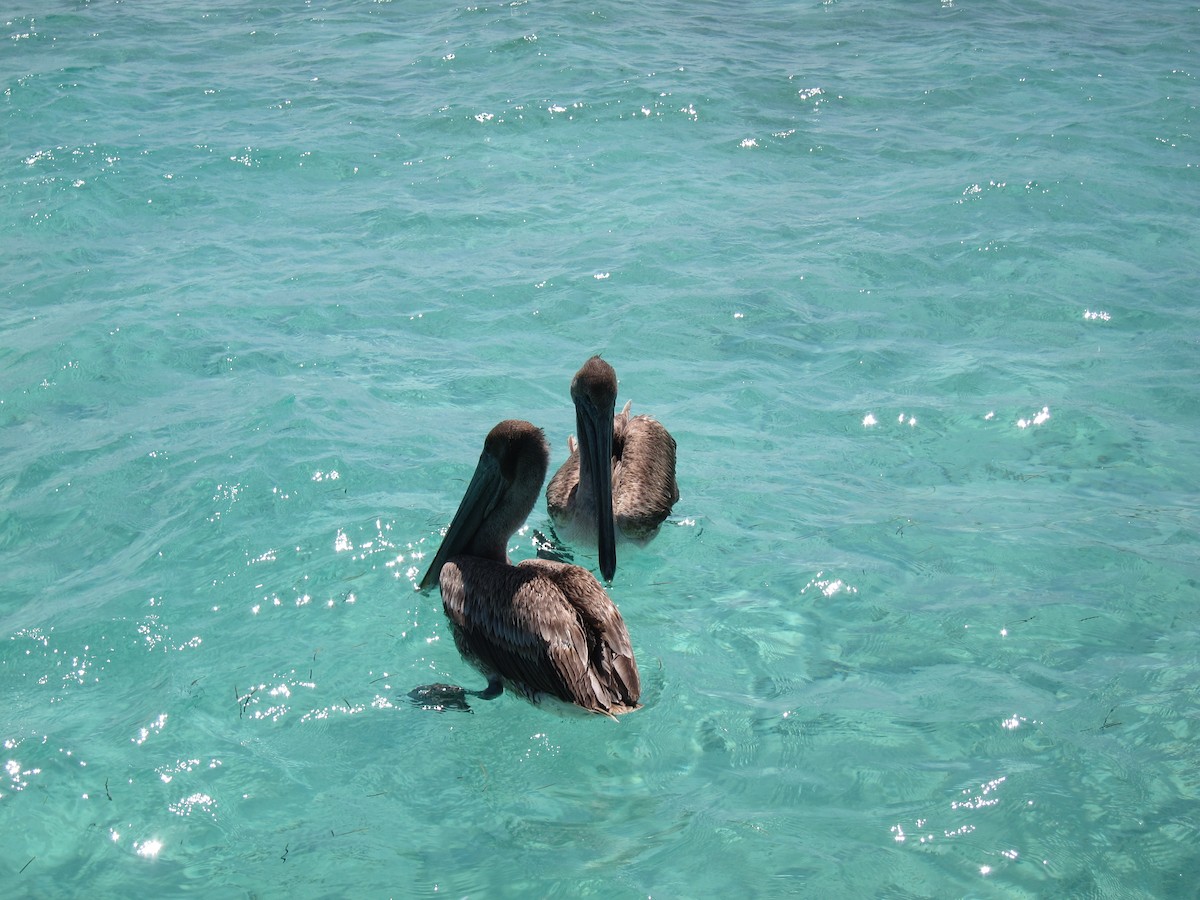 Brown Pelican - ML416935851