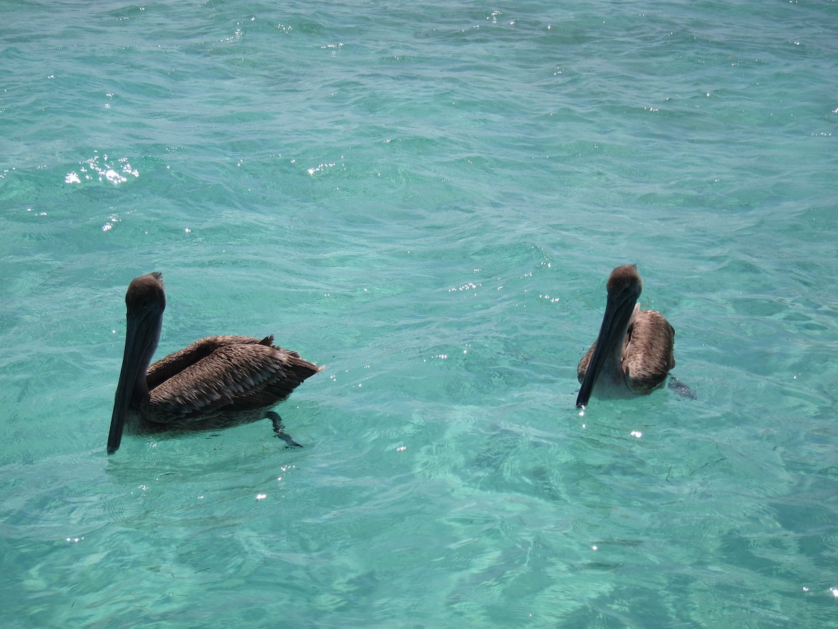 Brown Pelican - ML416935861