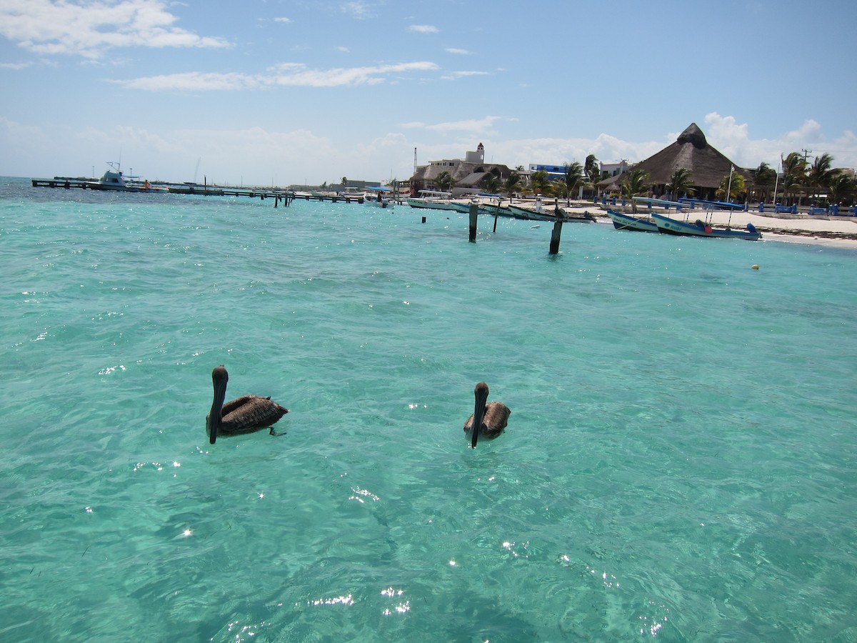 Brown Pelican - ML416935871