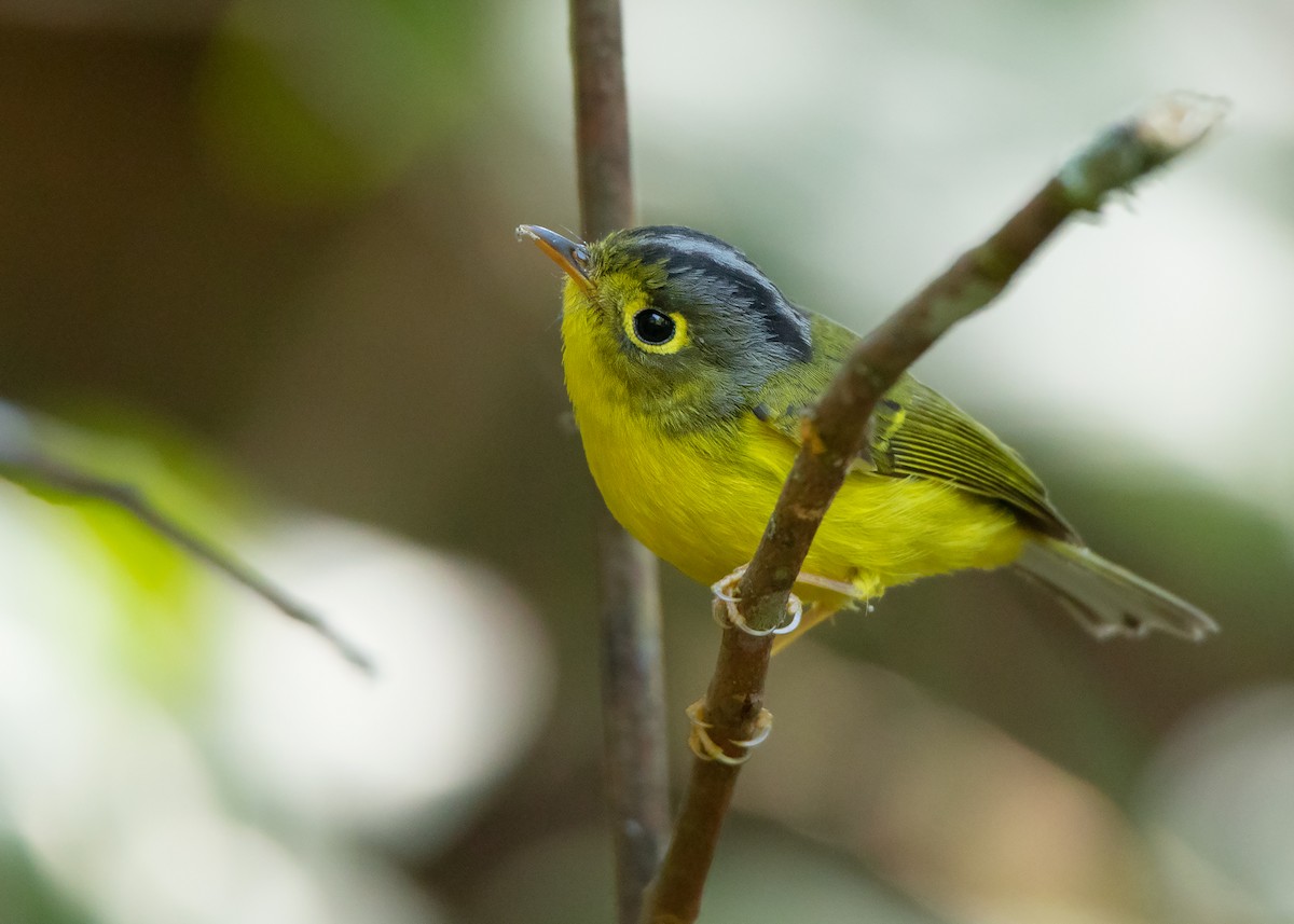 White-spectacled Warbler - Ayuwat Jearwattanakanok