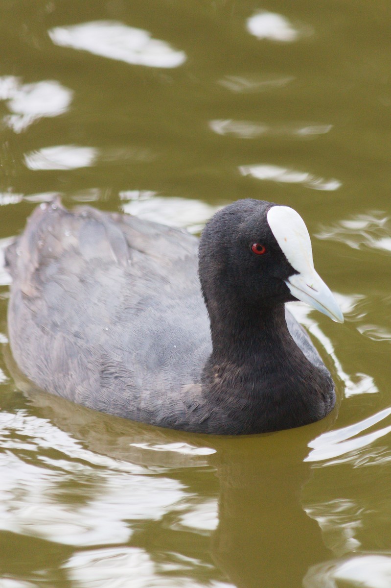 Eurasian Coot - ML416936541