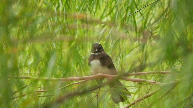 Ошейниковая веерохвостка - ML416938371