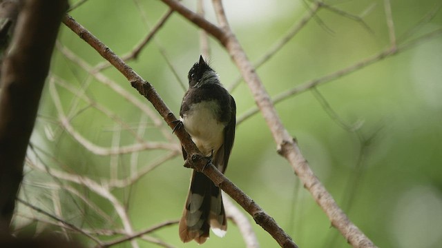 Ошейниковая веерохвостка - ML416938551