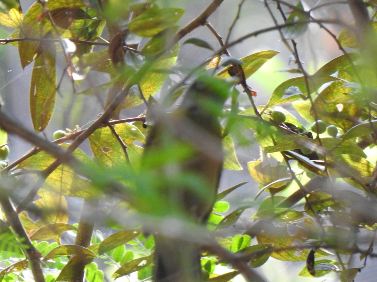 Bulbul Cabecigrís - ML416938741