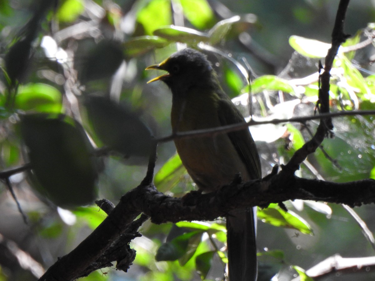 Gray-headed Bulbul - ML416938761