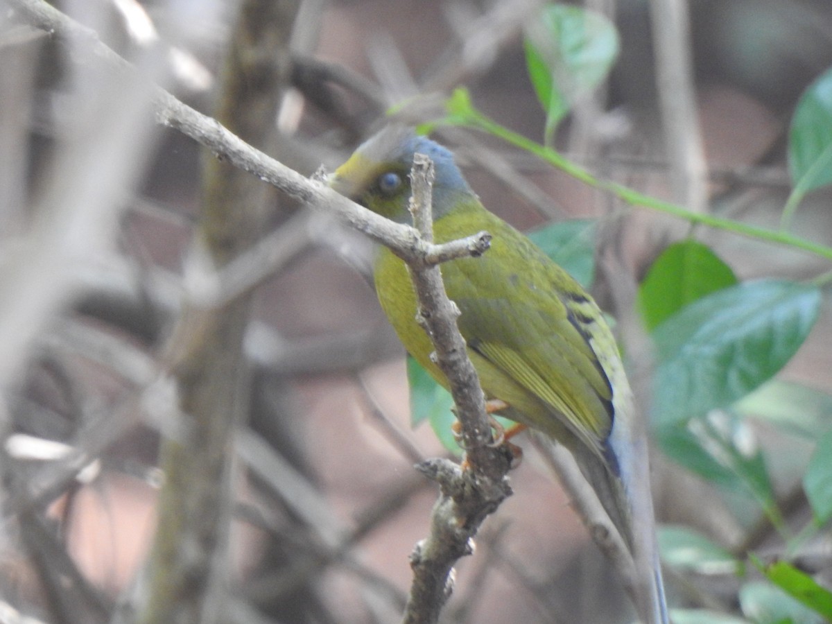 Bulbul colombar - ML416938781