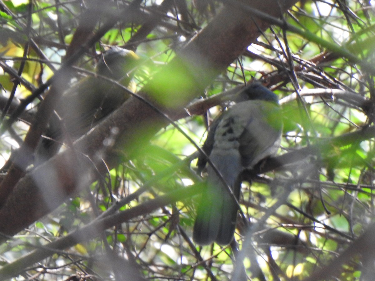 Bulbul colombar - ML416938791