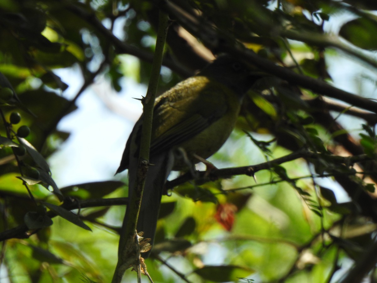 Bulbul colombar - ML416938841