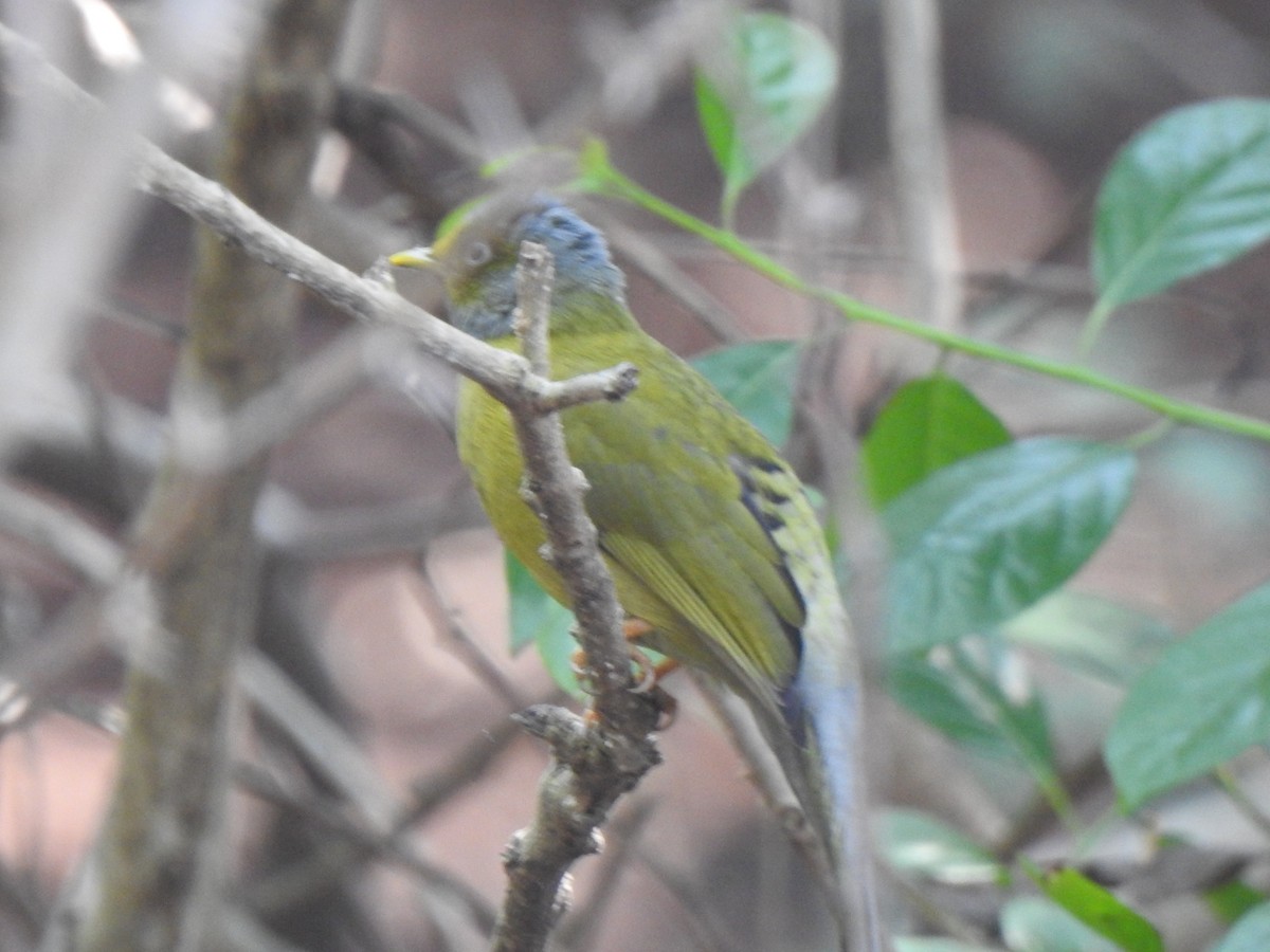 Bulbul Cabecigrís - ML416938861