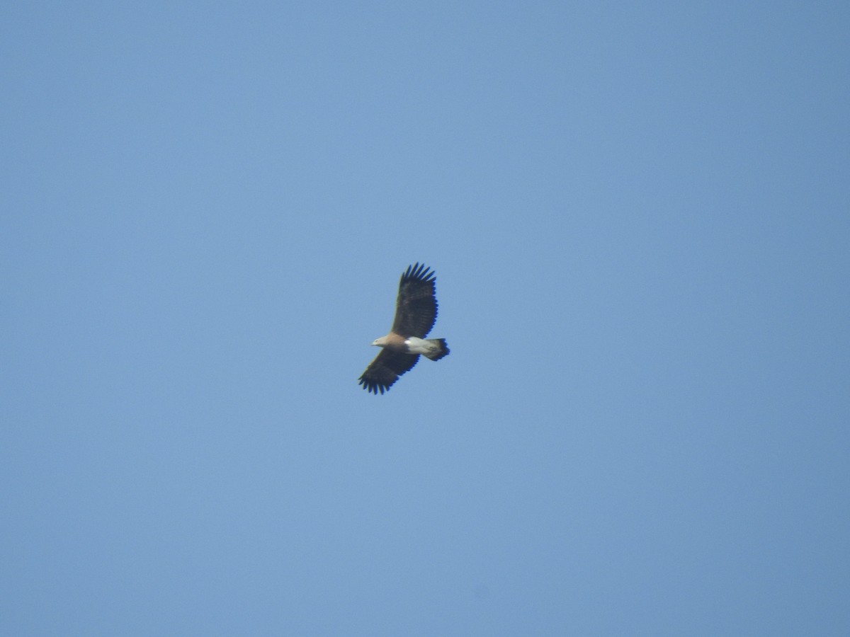 Lesser Fish-Eagle - KARTHIKEYAN R