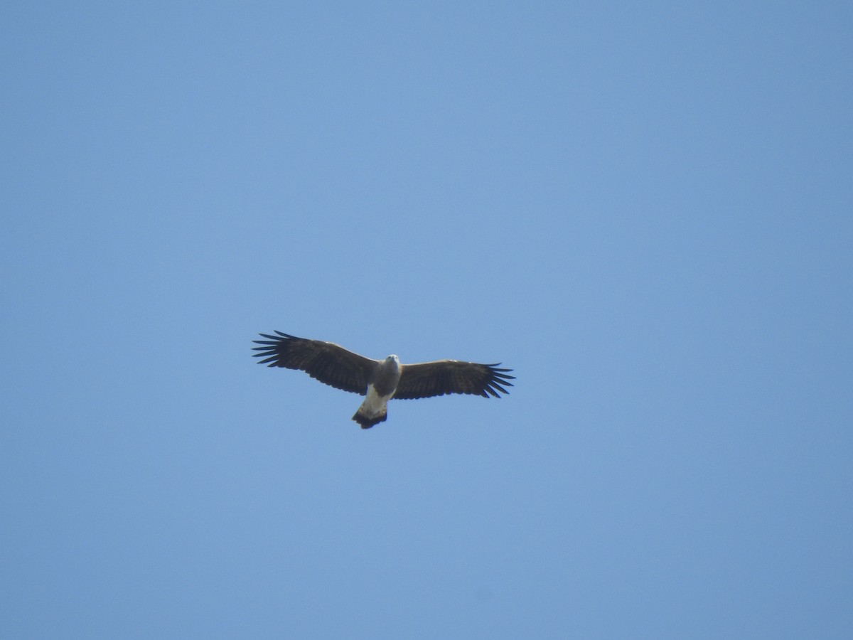 Lesser Fish-Eagle - KARTHIKEYAN R