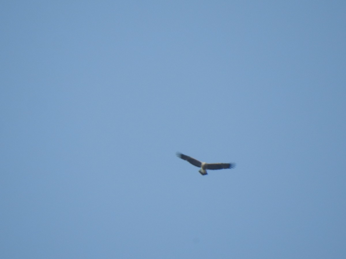 Lesser Fish-Eagle - KARTHIKEYAN R