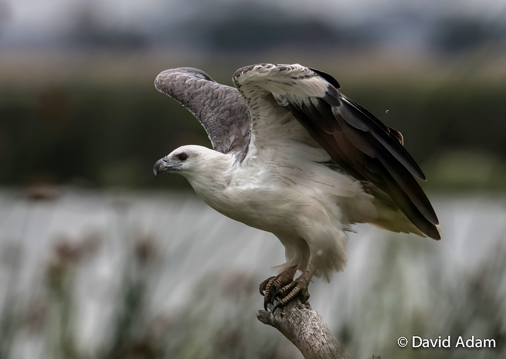 White-bellied Sea-Eagle - ML41693971