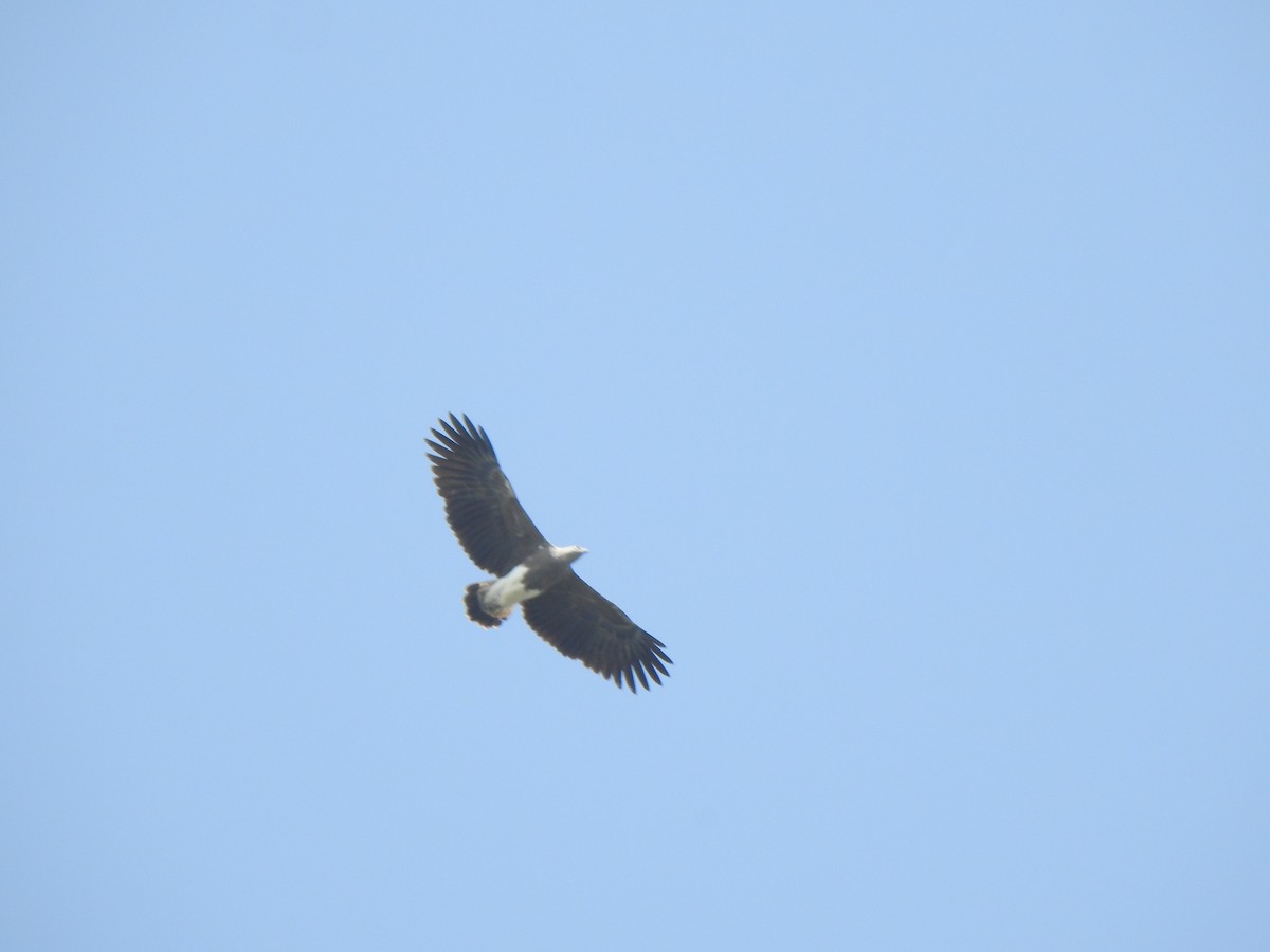 Lesser Fish-Eagle - KARTHIKEYAN R