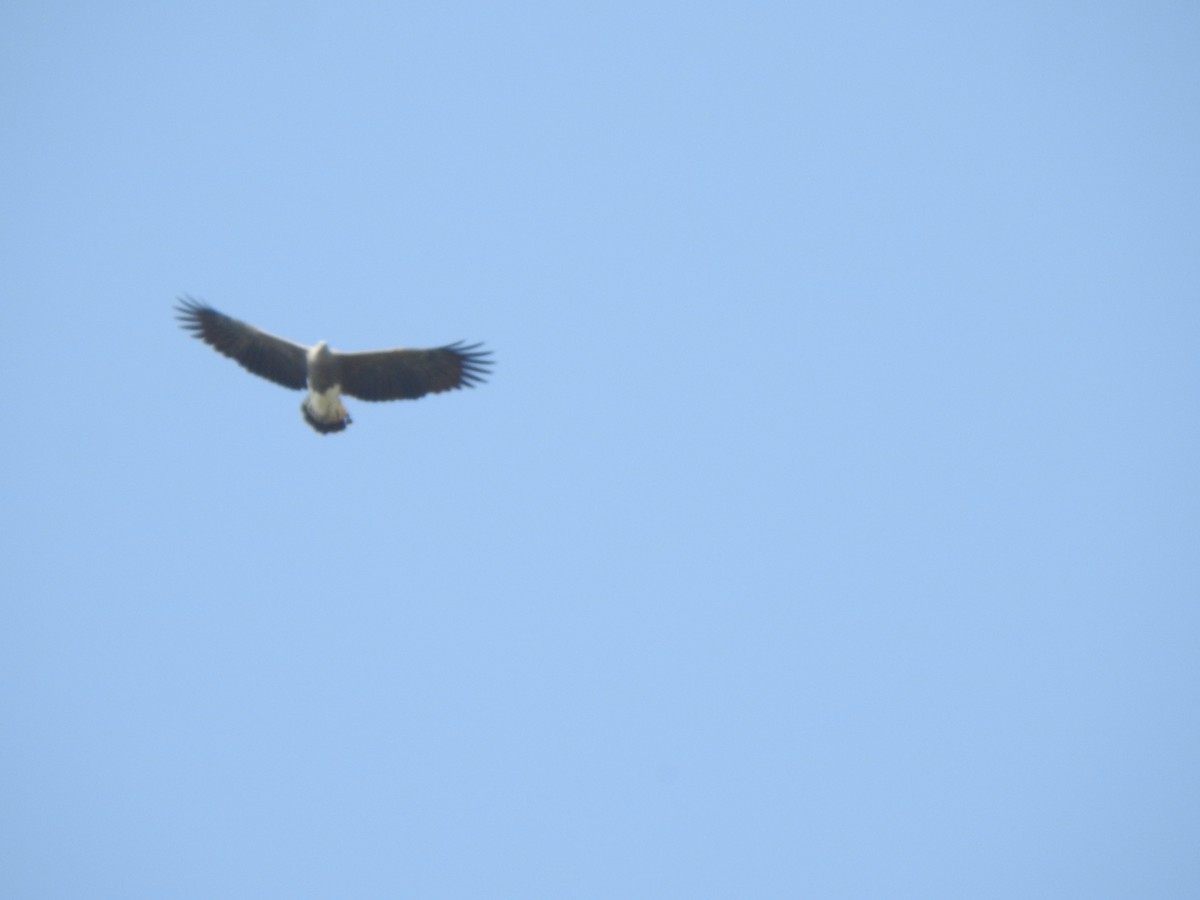 Lesser Fish-Eagle - KARTHIKEYAN R