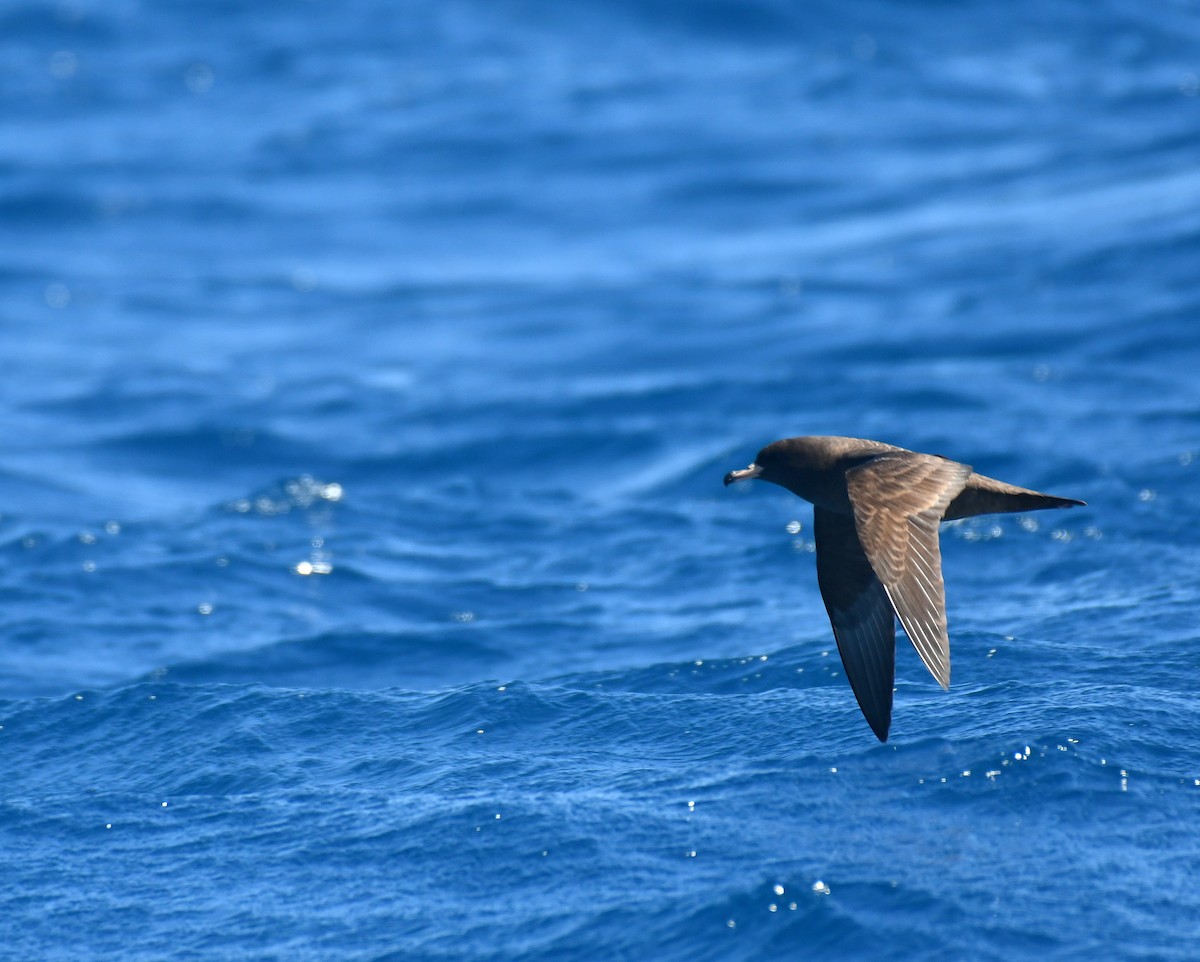 Flesh-footed Shearwater - ML416939731