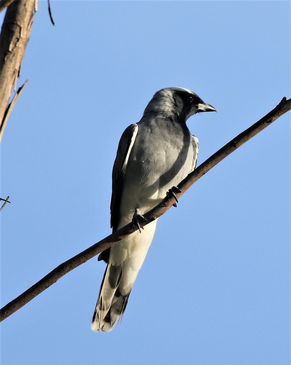 Black-faced Cuckooshrike - ML416939751