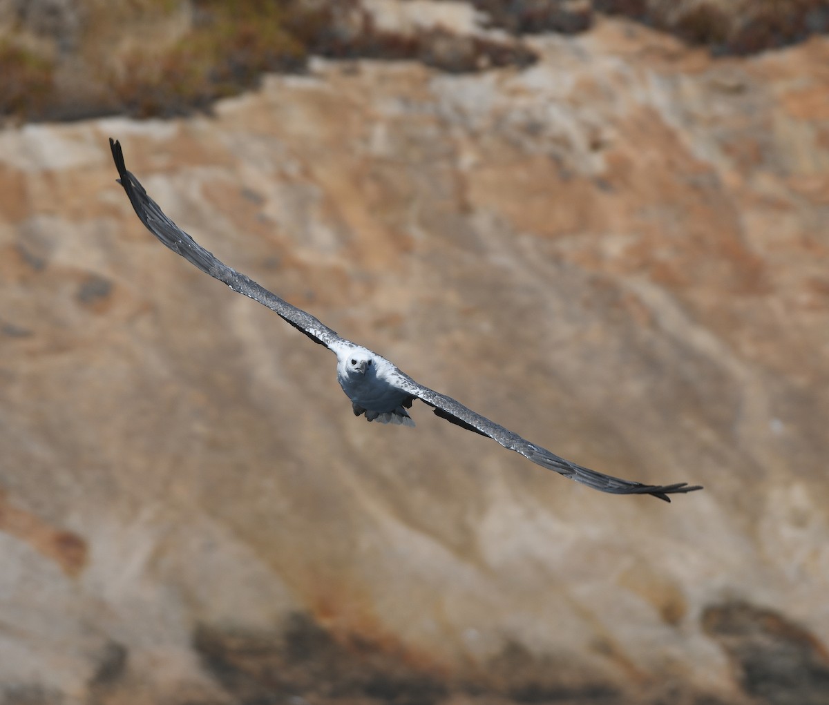 White-bellied Sea-Eagle - ML416939761