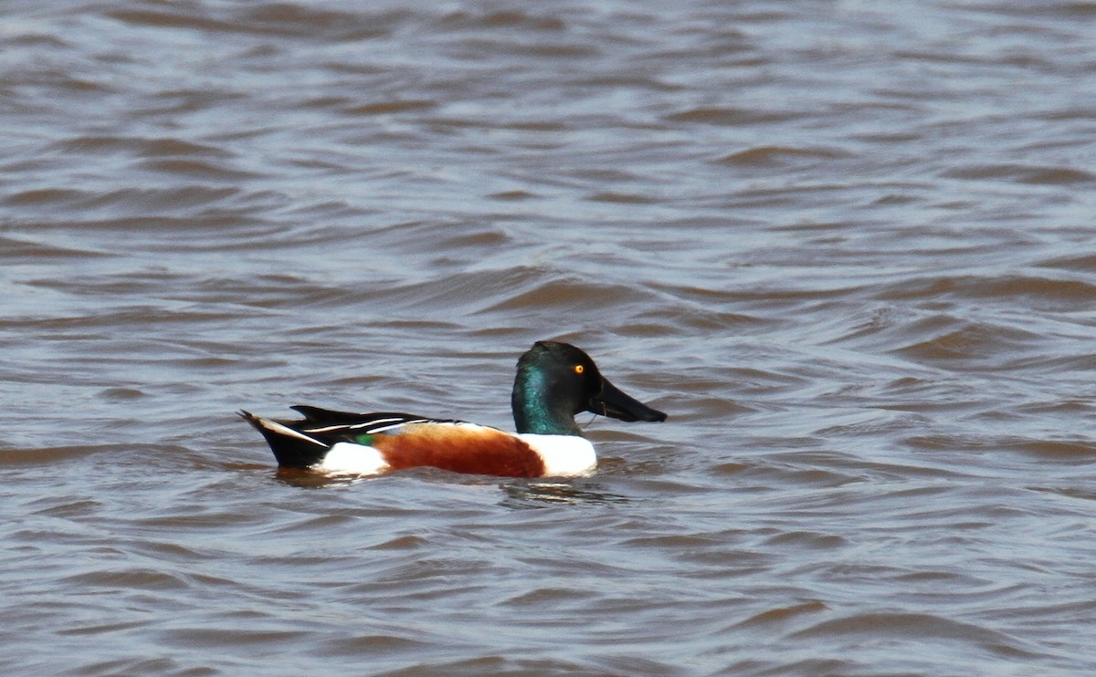 Northern Shoveler - ML416940631