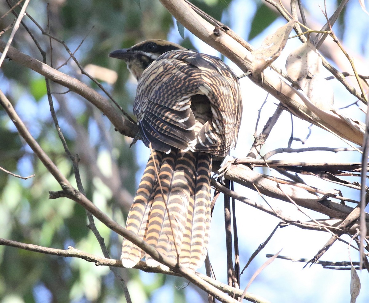 kukačka pacifická - ML416942791