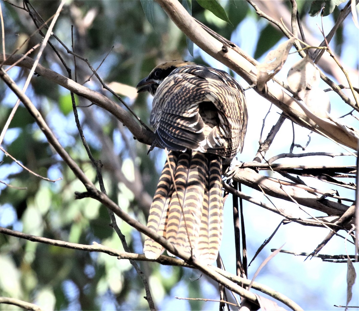 kukačka pacifická - ML416942821