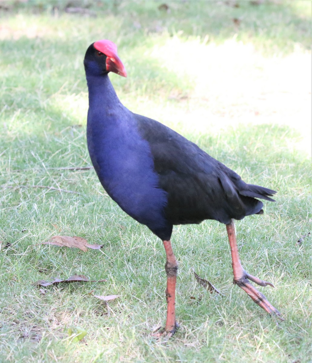 Australasian Swamphen - ML416942861