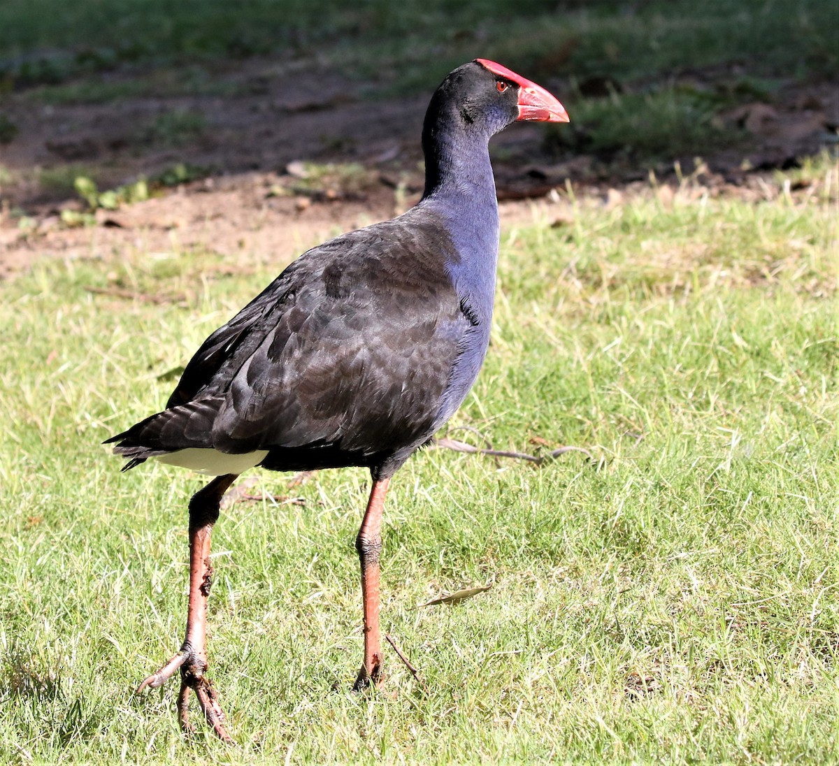 Australasian Swamphen - ML416942881