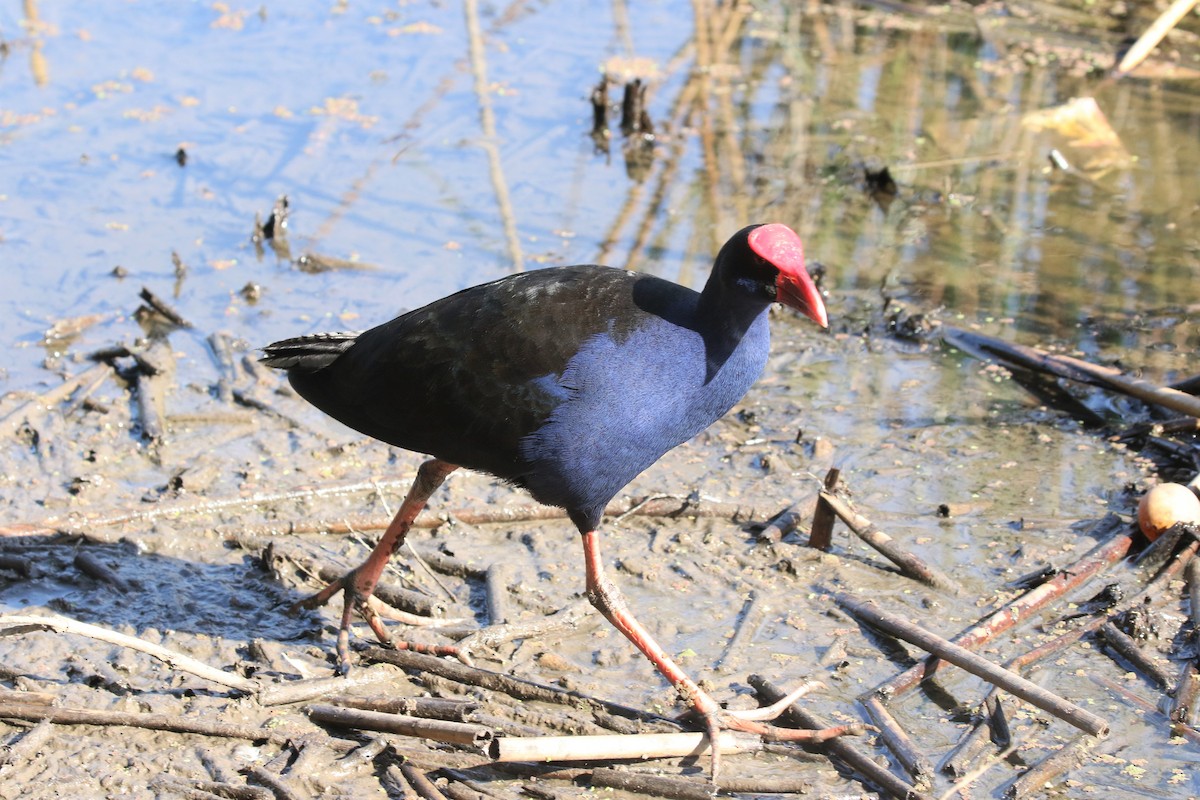 slípka australasijská - ML416942891