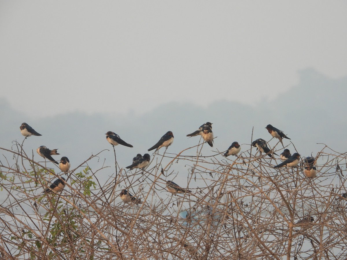 Golondrina Común - ML416942901