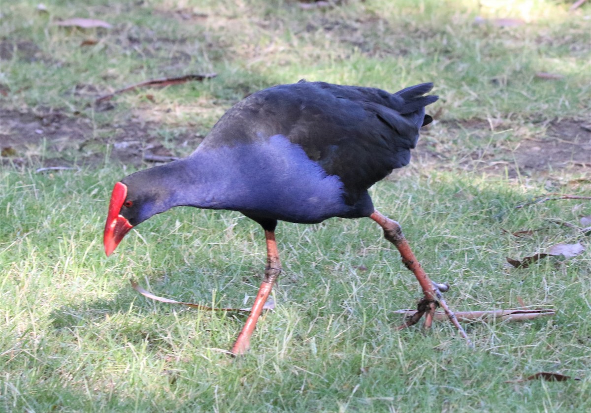 Australasian Swamphen - ML416942911