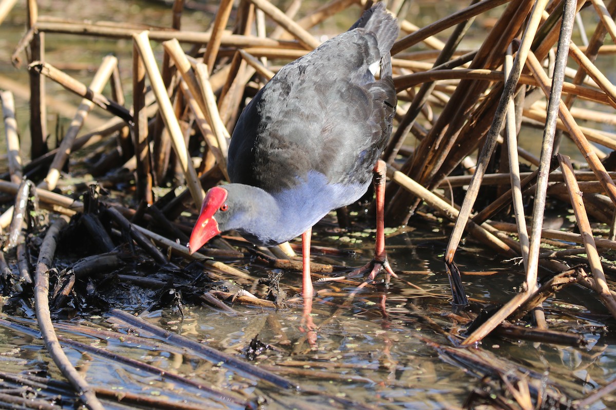 Australasian Swamphen - ML416942921