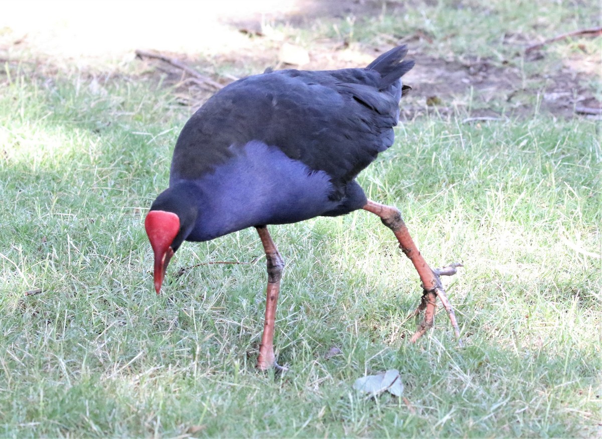 slípka australasijská - ML416942931