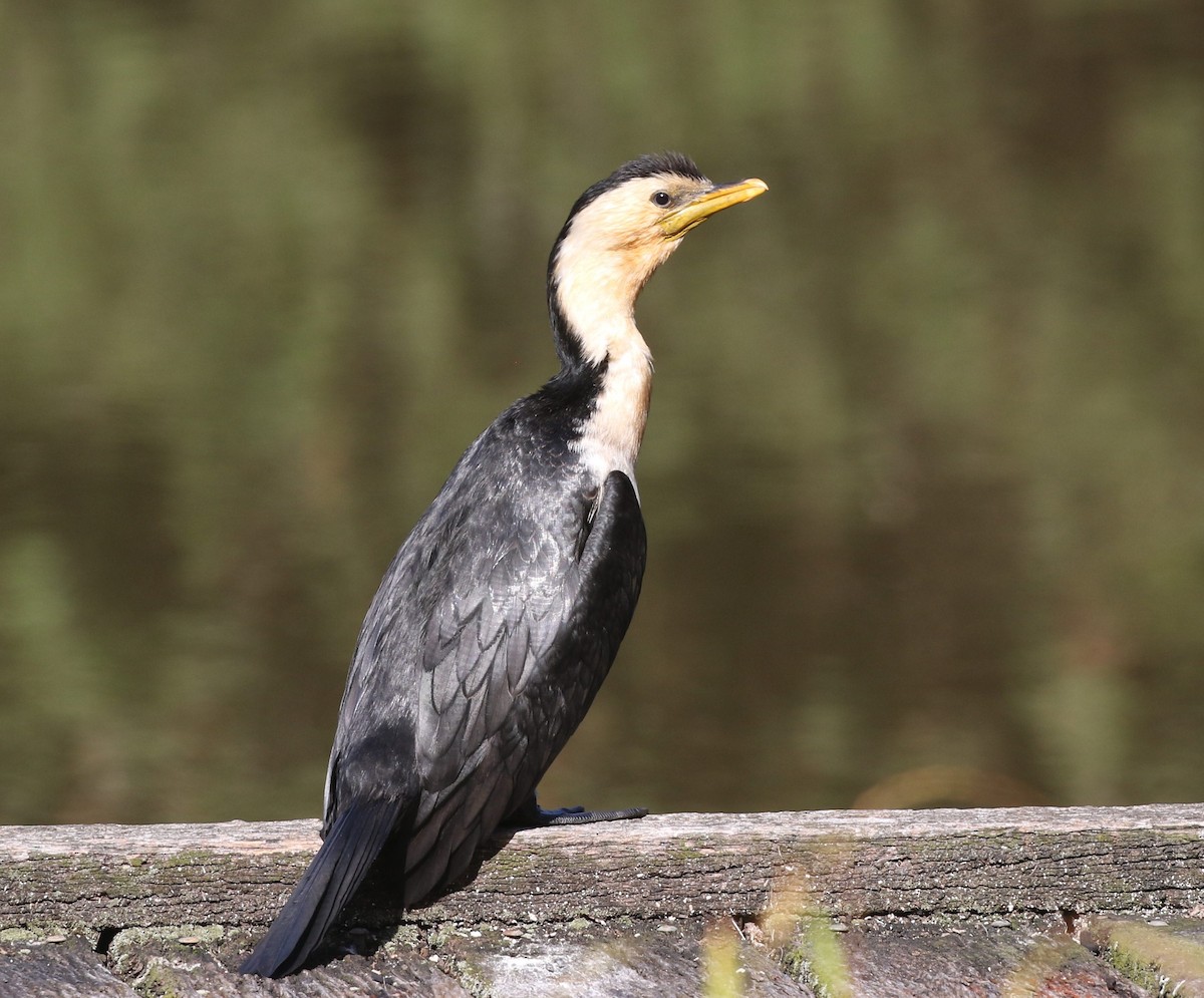 Little Pied Cormorant - ML416943061