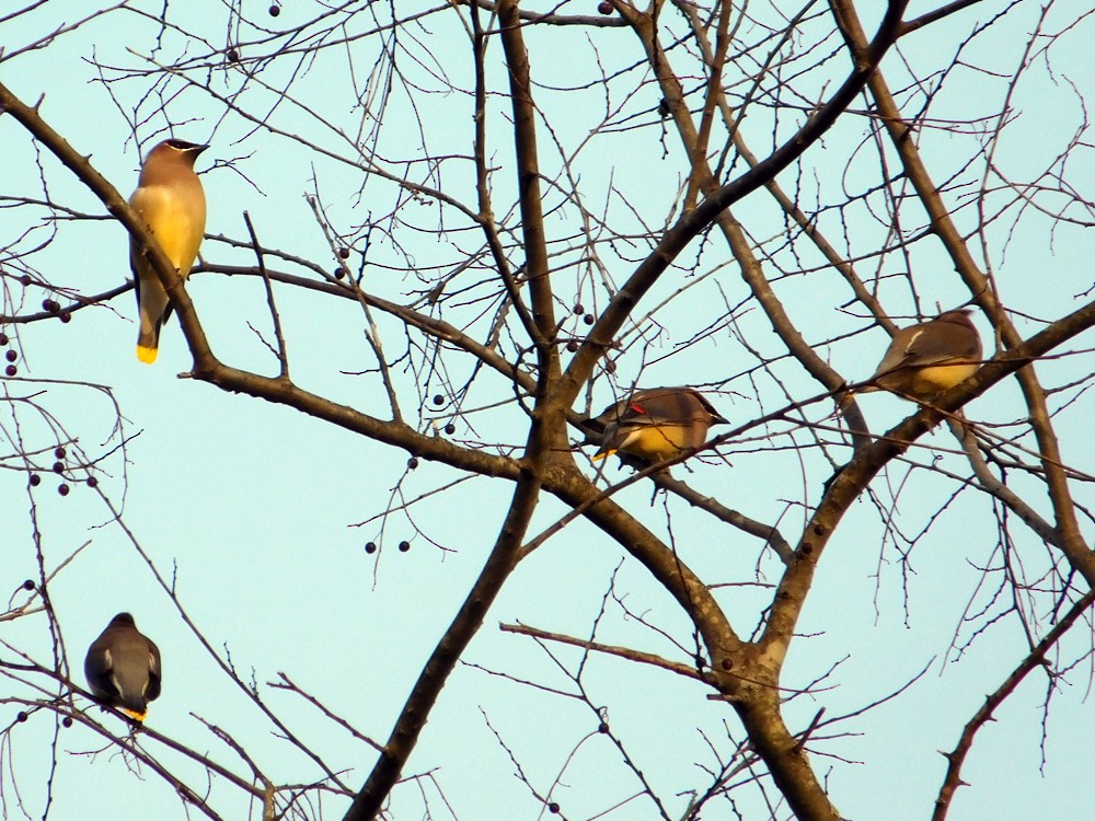 Cedar Waxwing - ML41694341