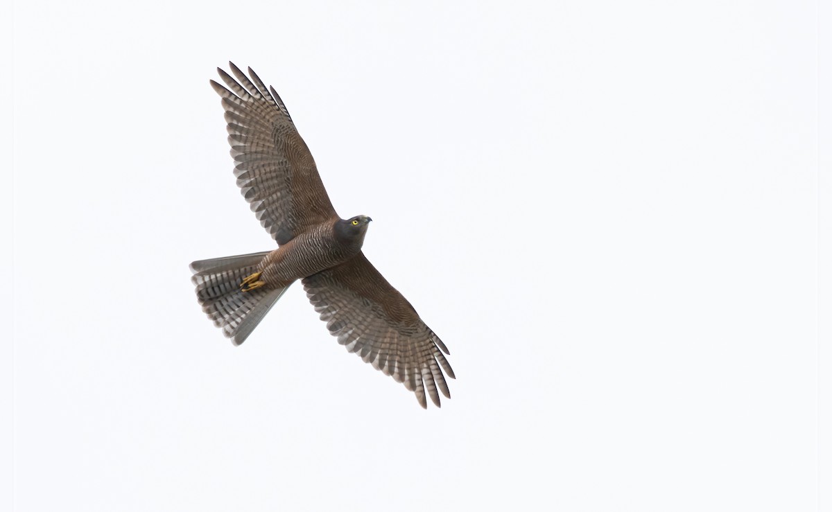 Brown Goshawk - David Ongley