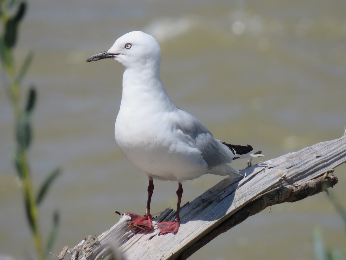 Black-billed Gull - Richard Nichol