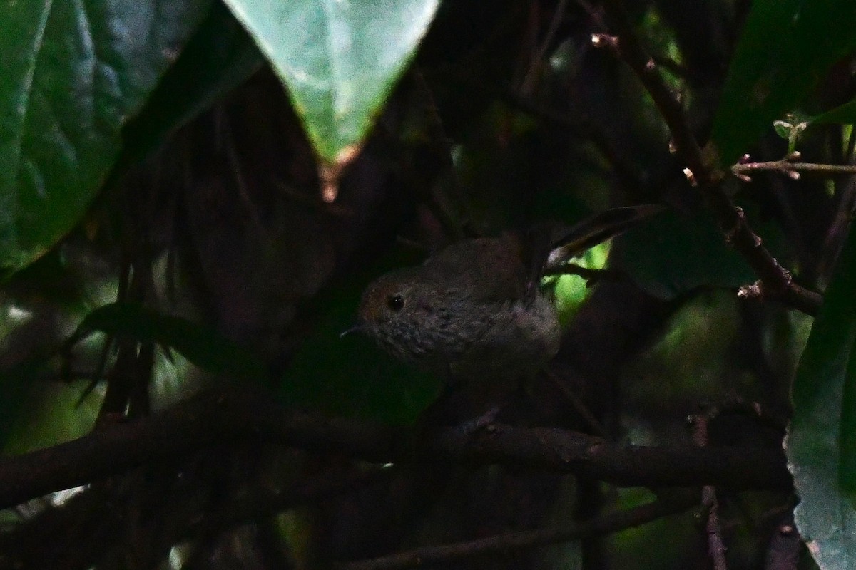 Brown Thornbill - Alfons  Lawen