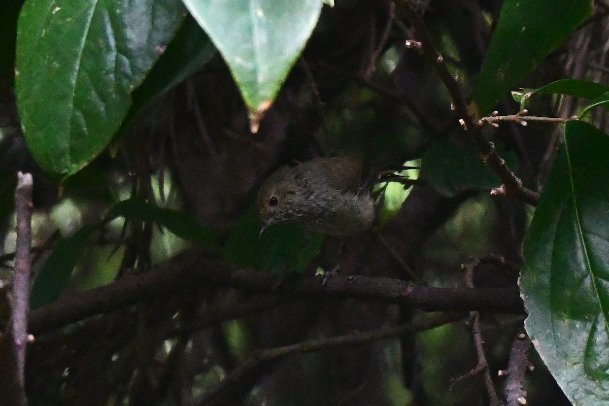 Brown Thornbill - Alfons  Lawen