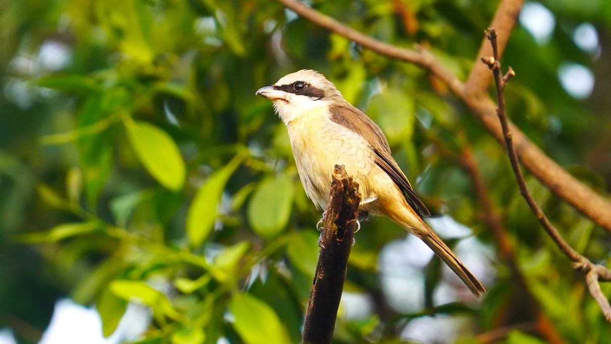 Brown Shrike - Ashish Loya