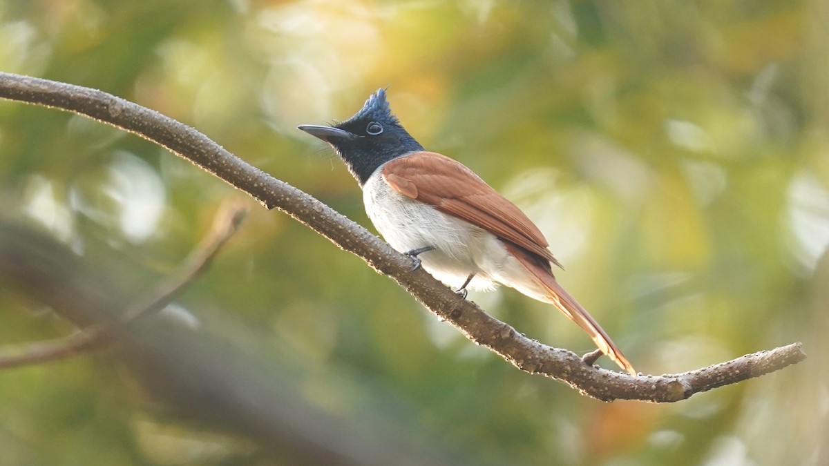 Indian Paradise-Flycatcher - ML416947271