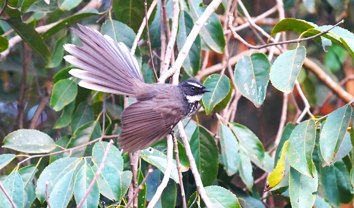 Spot-breasted Fantail - ML416947371