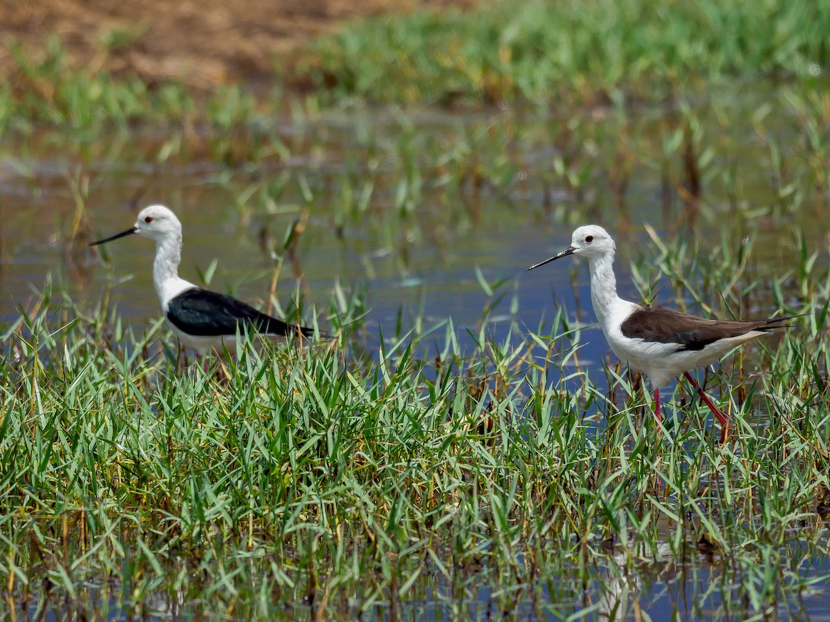 Black-winged Stilt - ML416948881