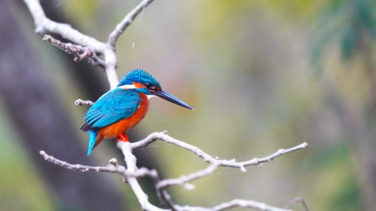 Common Kingfisher - Ashish Loya