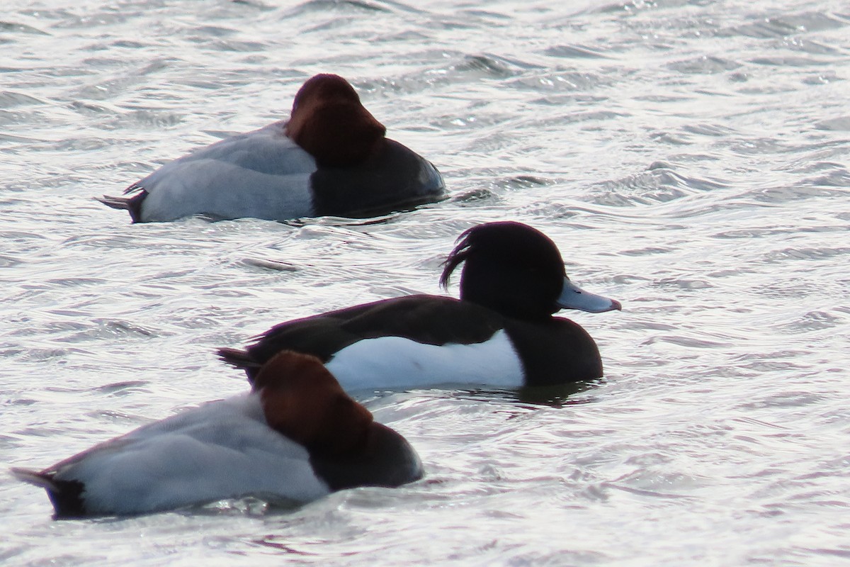 Eurasian Coot - ML416951391