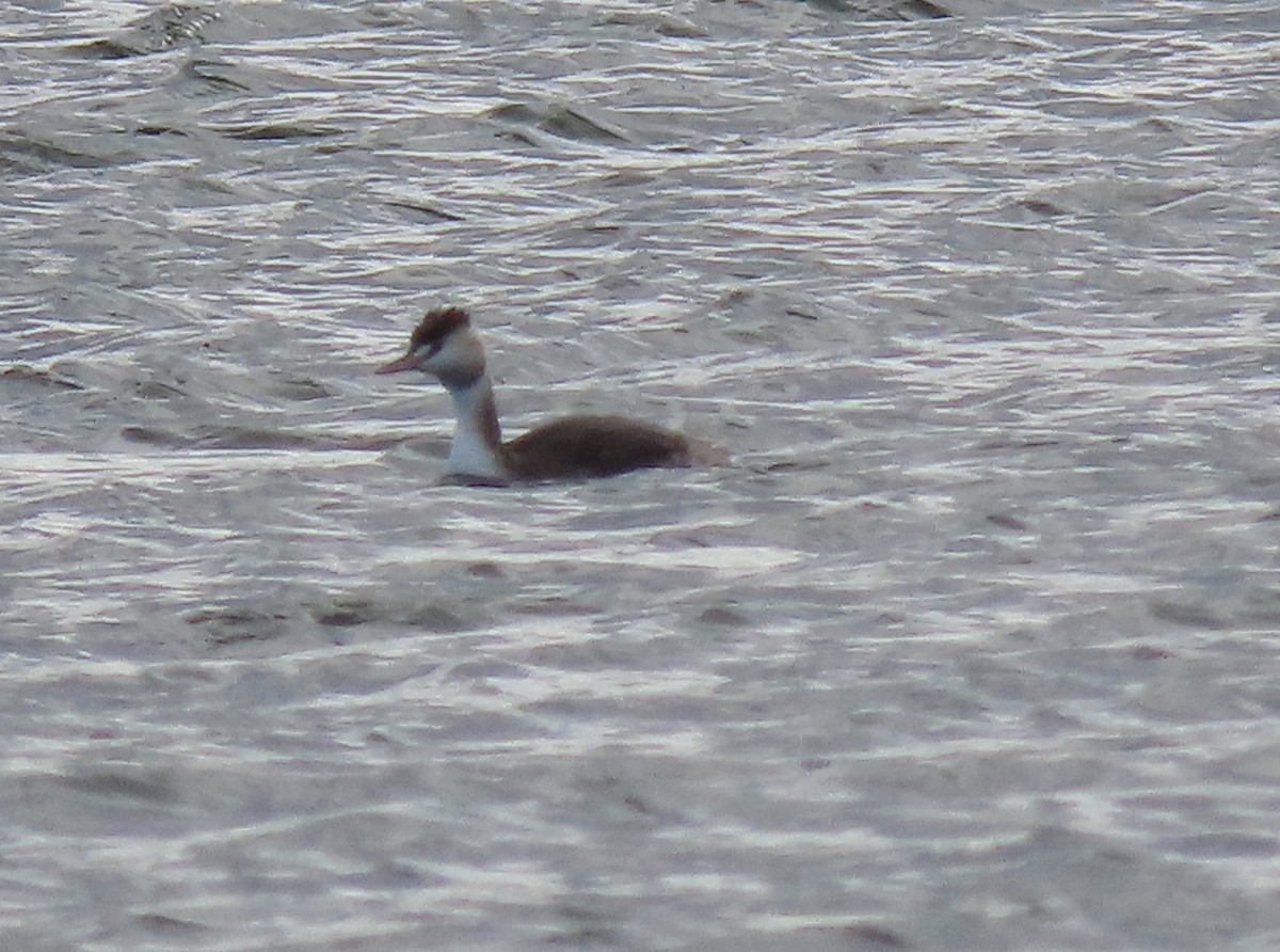 Great Crested Grebe - ML416951411