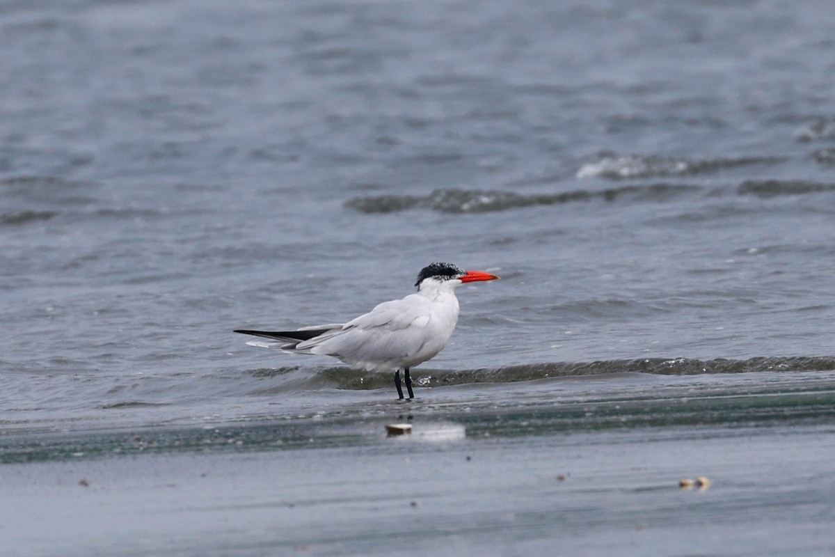 Caspian Tern - ML416951911