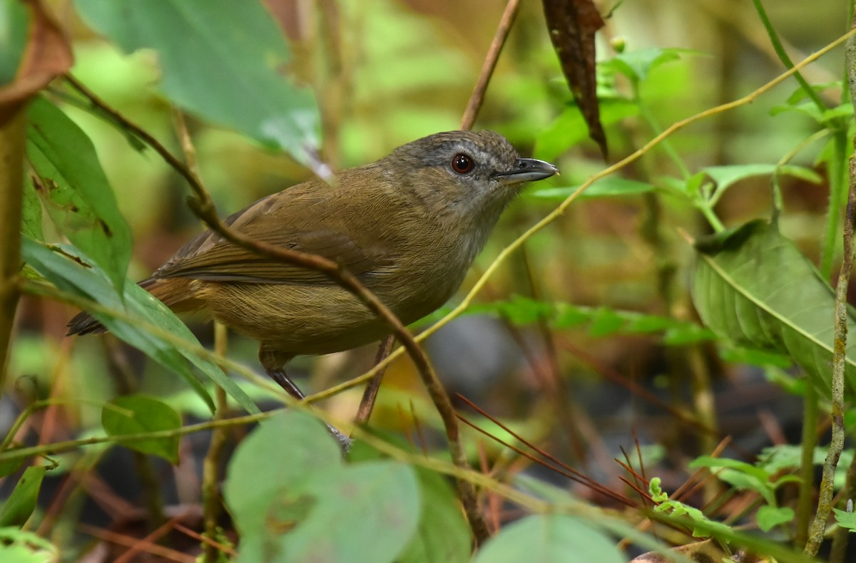 Horsfield's Babbler - ML416952161