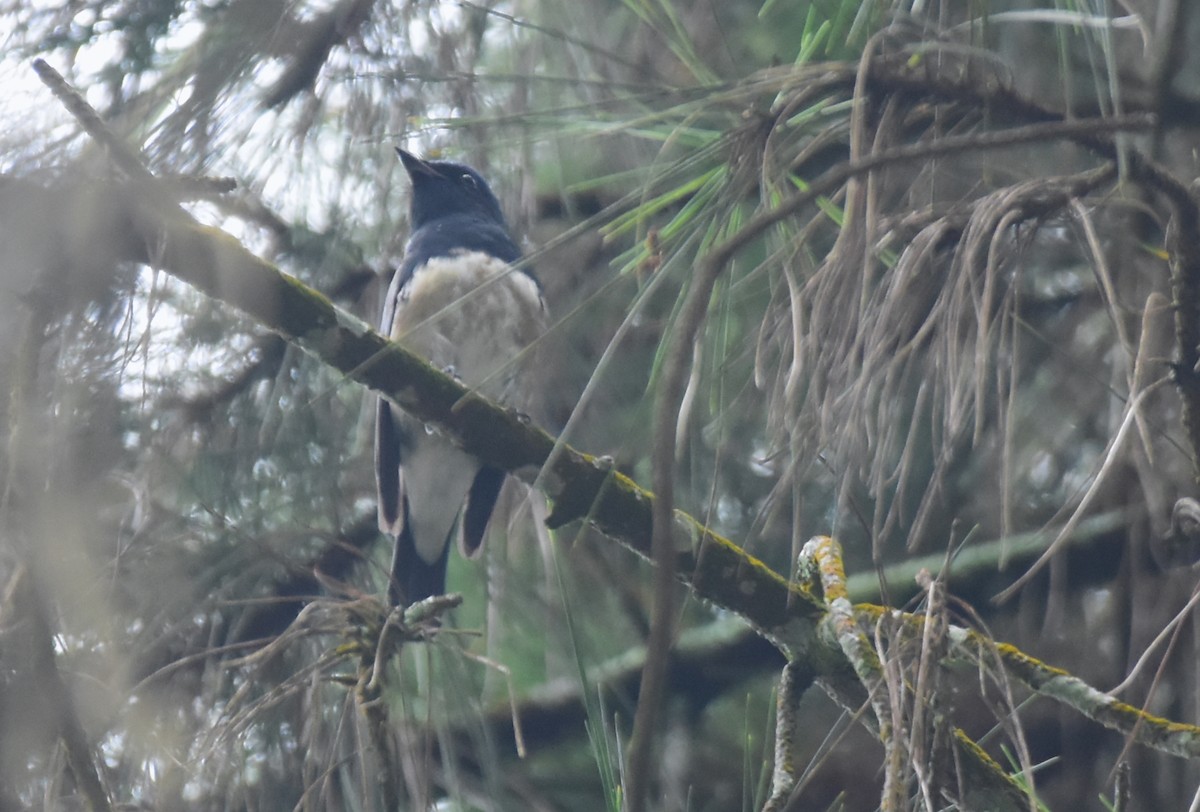 Blue-and-white Flycatcher - ML416952191